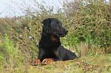 BEAUCERON 381